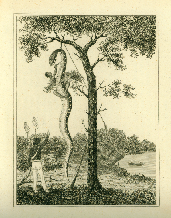“The Skinning of the Aboma Snake”